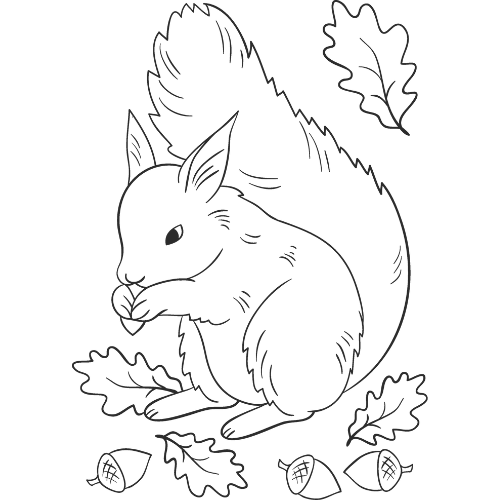 Docs Squirrel